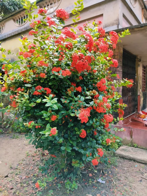 Flower_Plant_Hybrid_Ixora_Red_Chethy_Povu_Honey-Suckers