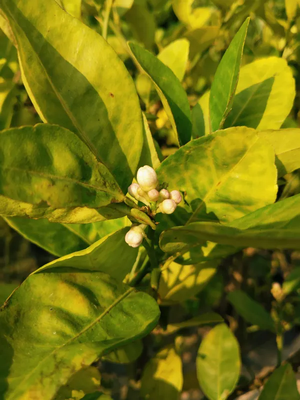 Kolkata_Pati_Lemon__Plant,Healthy_&_Air_Layered_Plant_Lemon_Plant_Pack_Off_1