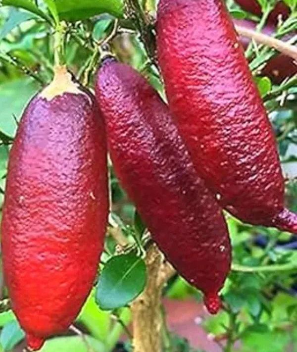 Red_Finger_Lemon_Plant_/Grafted_Healthy_Hybrid_Plant_Australian_Varieties