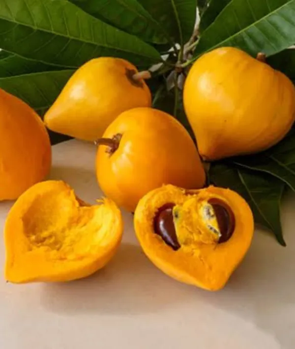 Egg_Fruit_Plant_/_Grafted_Outdoor_Plant
