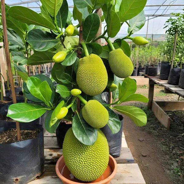 All_Time_Jackfruit_Dwarf_Varieties_Grafted_Plant