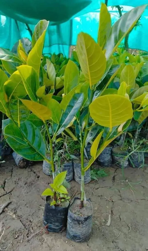 All_Time_Jackfruit_Dwarf_Varieties_Grafted_Plant