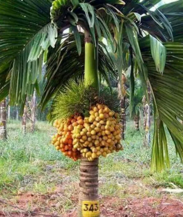Betel_Nut_Supari_Hybrid_Plant