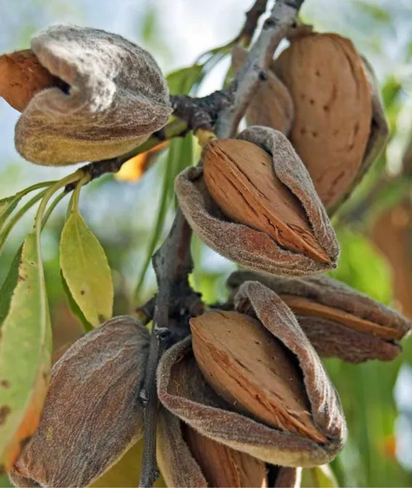 Badam_Tree,_Indian_Almond_Tree,_Terminalia_Catappa_-_Plant_Green_Badam_Plant