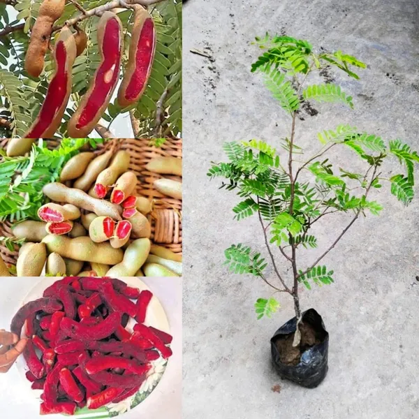 Thai_Red_Tamarind/Tamarindus_Indica,Lal_Tatul(Grafted/Guti_Kolom)_Healthy__Plant,Thailand_Variety