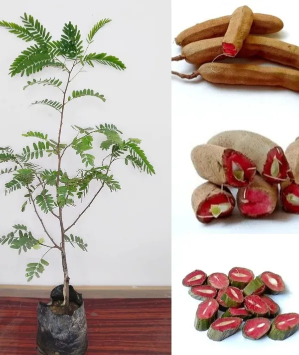 Thai_Red_Tamarind/Tamarindus_Indica,Lal_Tatul(Grafted/Guti_Kolom)_Healthy__Plant,Thailand_Variety