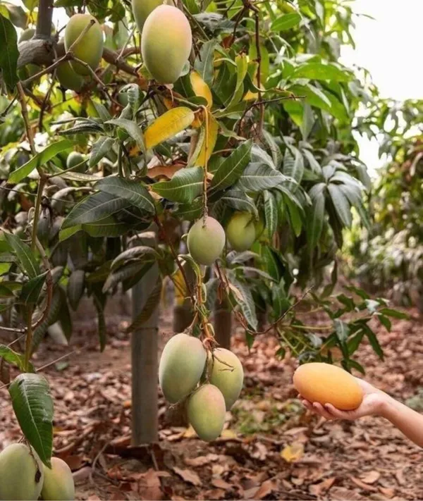 Grafted_Mango_Alphonso_(1-3Ft)_(Mangifera_Indica_Alphonso)_Mango_Fruit_Tree