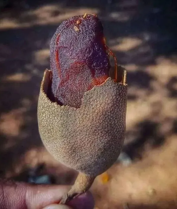 Thai_Grafted_Sweet_Tamarind_Plant,_Sweet_Imli_Tree