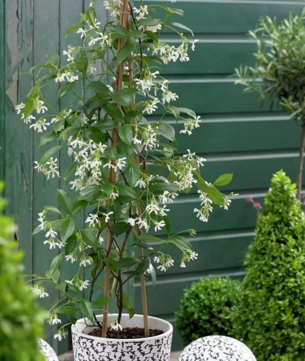 Raat_Rani_-_Night_Blooming_Jasmine_Plant