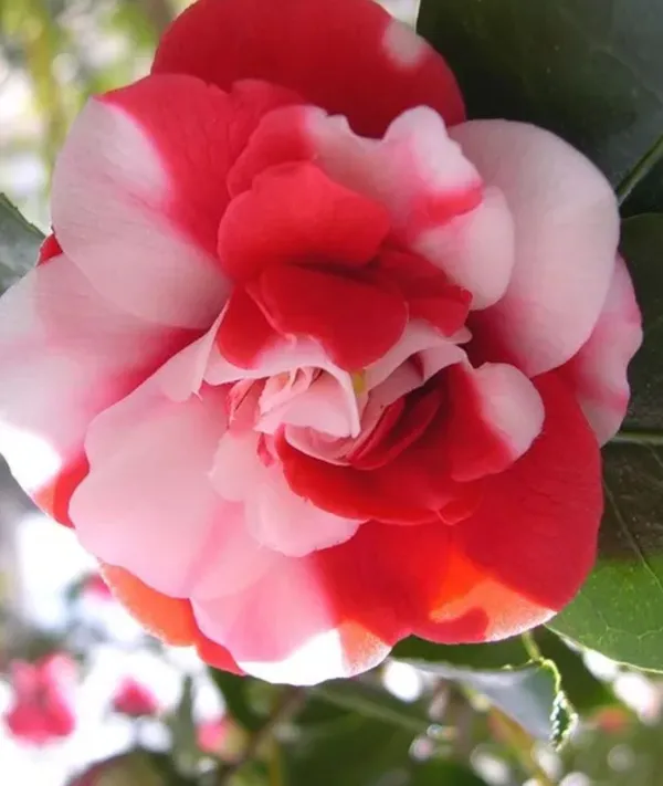 Greenlife_camellia_flower_plant_||_Very_Beautiful_Camellia_Japonica_Kamiliya_Flower_||_Indoor_Outdoor_plant_(Multicolour)