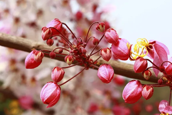 Cassia_Javanica_(Pink_Shower)_Live_Plant_|_Ornamental_Flowering_Tree_|_Healthy_Nursery_Plant