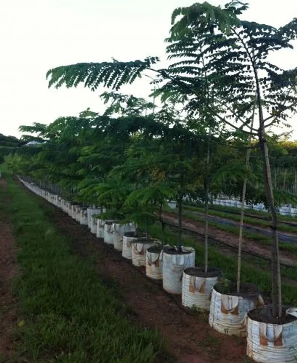 Cassia_Javanica_(Pink_Shower)_Live_Plant_|_Ornamental_Flowering_Tree_|_Healthy_Nursery_Plant