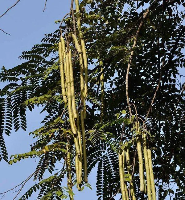 Cassia_Javanica_(Pink_Shower)_Live_Plant_|_Ornamental_Flowering_Tree_|_Healthy_Nursery_Plant