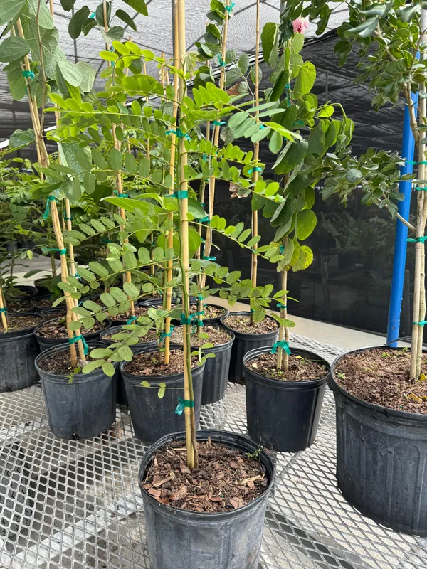 Cassia_Javanica_(Pink_Shower)_Live_Plant_|_Ornamental_Flowering_Tree_|_Healthy_Nursery_Plant