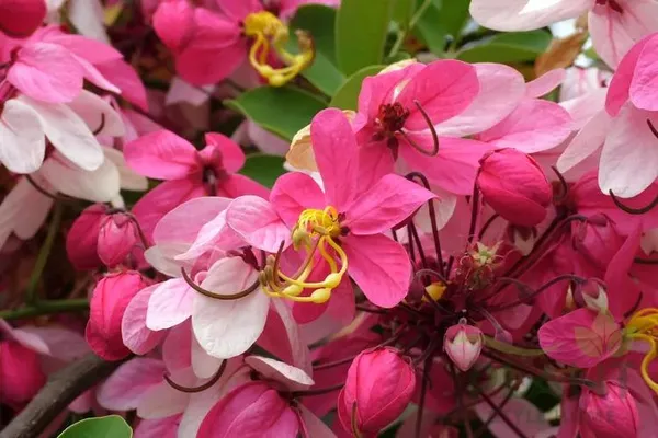 Cassia_Javanica_(Pink_Shower)_Live_Plant_|_Ornamental_Flowering_Tree_|_Healthy_Nursery_Plant