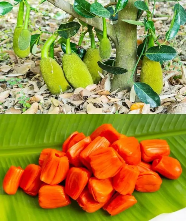 Red_Jackfruit_Plant_-_Vietnam_All_Season_Grafted_Daeng_Surya_Fruit_Tree_Height_2-3_Feet,_Pack_of_1_Plant