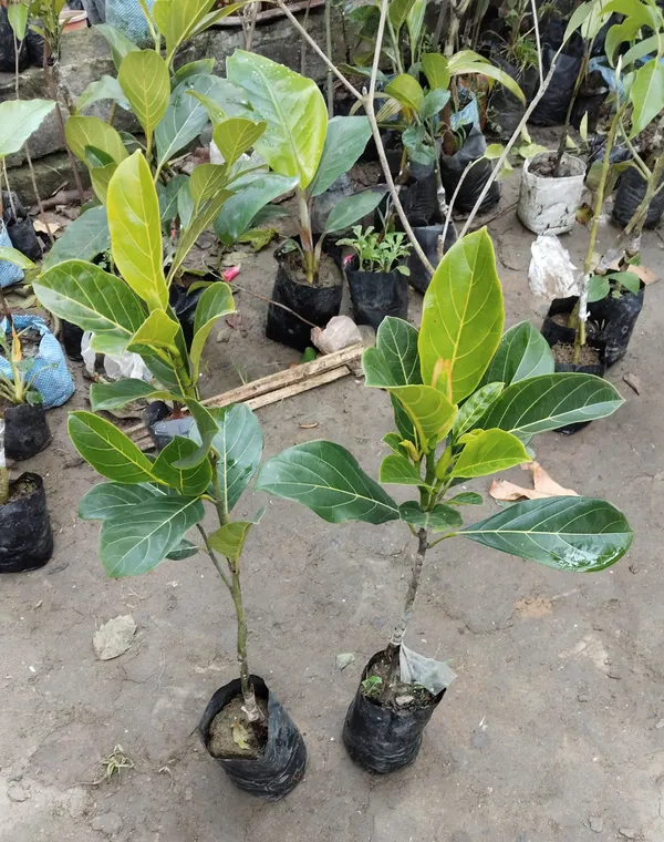 Red_Jackfruit_Plant_-_Vietnam_All_Season_Grafted_Daeng_Surya_Fruit_Tree_Height_2-3_Feet,_Pack_of_1_Plant