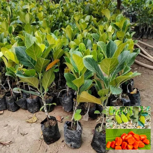 Red_Jackfruit_Plant_-_Vietnam_All_Season_Grafted_Daeng_Surya_Fruit_Tree_Height_2-3_Feet,_Pack_of_1_Plant