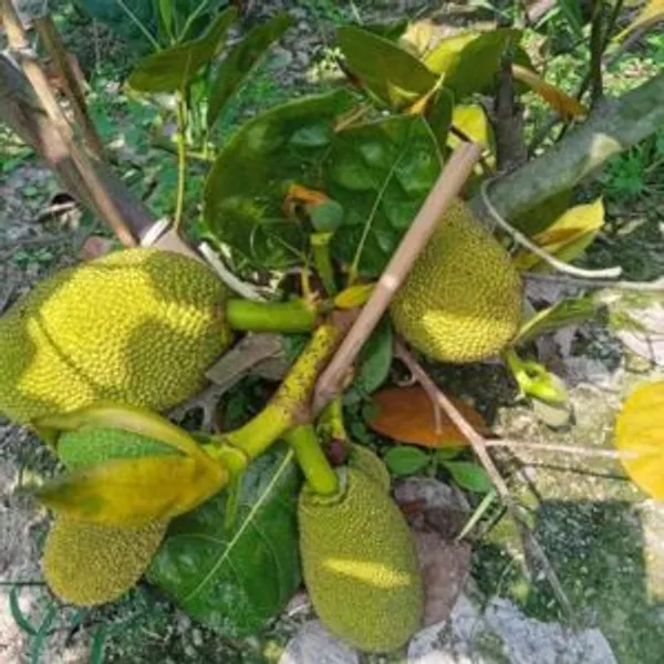 Red_Jackfruit_Plant_-_Vietnam_All_Season_Grafted_Daeng_Surya_Fruit_Tree_Height_2-3_Feet,_Pack_of_1_Plant