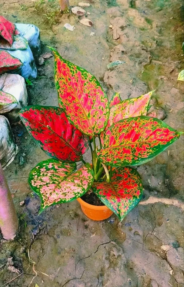 Indoor_Air_Purifying_Pink_Aglaonema_plant_With_Pot