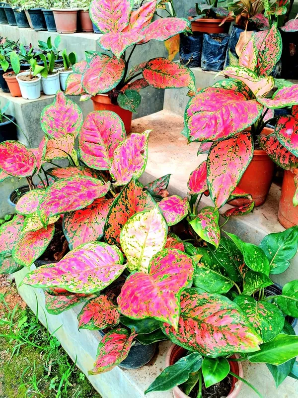 Indoor_Air_Purifying_Pink_Aglaonema_plant_With_Pot