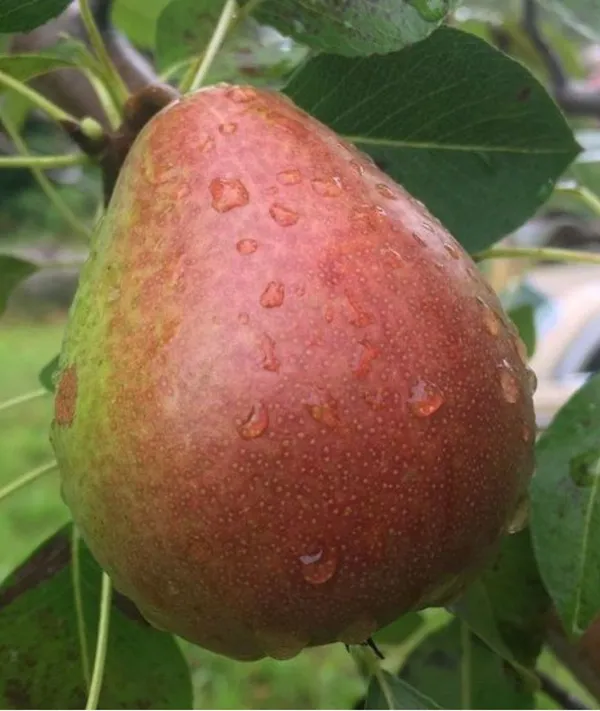 Moonglow_Pear_Tree