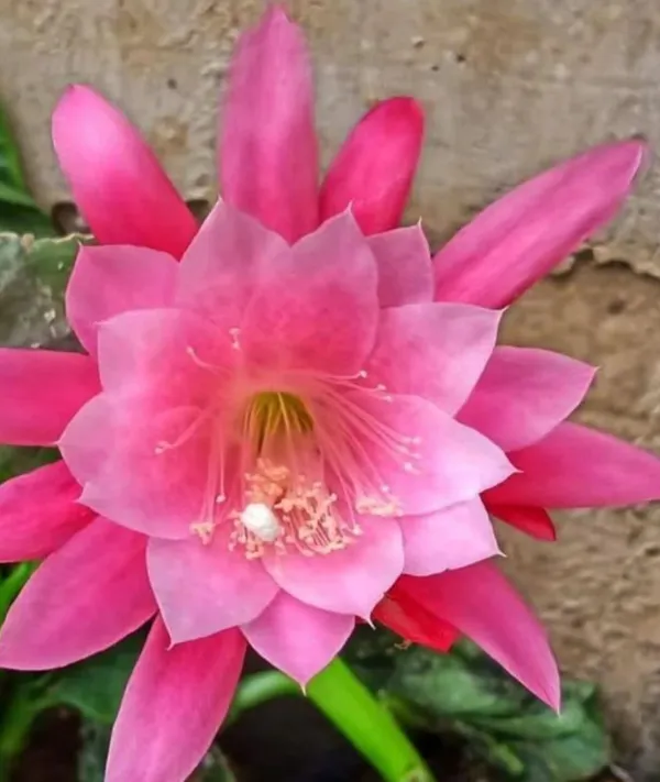 Pink_Bramha_Kamal_Pant