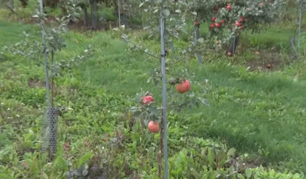 Red_Delicious_Apple_Tree