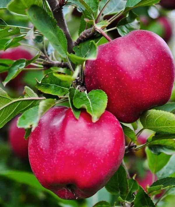 Red_Delicious_Apple_Tree