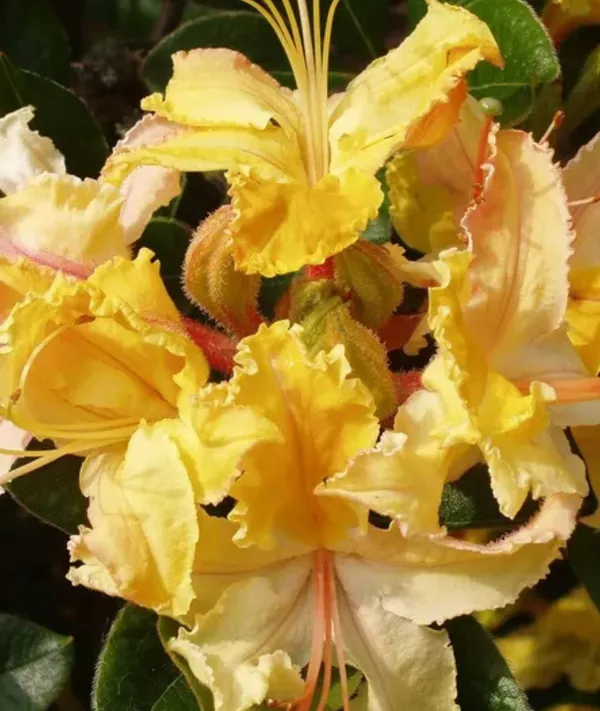 Azalea_Healthy_Flower_Plant_For_Home_Gardening__Plant_Yellow