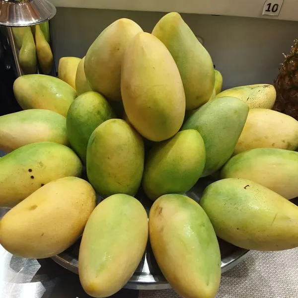 Mango_Plant__Plant,_Hybrid_Grafted_Plant,_Healthy_Outdoor_Plant_(Mango_Dasheri)