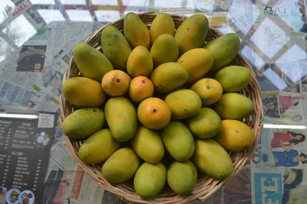 Mango_Plant__Plant,_Hybrid_Grafted_Plant,_Healthy_Outdoor_Plant_(Mango_Dasheri)