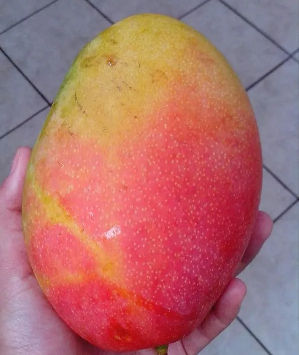 Gulabkhas_Mango_Original_Grafted__Plant,_Pack_Of_1