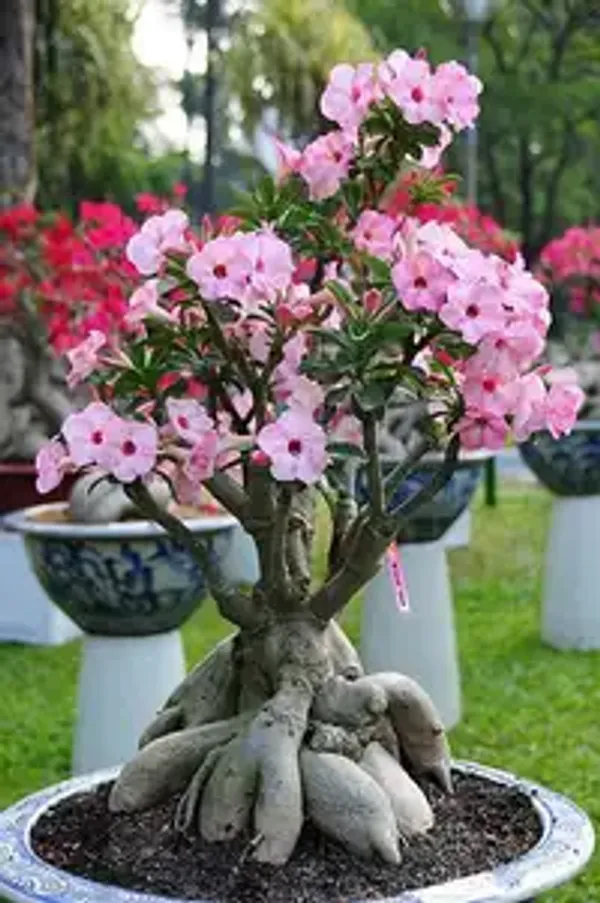 Adenium_Flowering_Plant_Combo_Pack_of_6_�??_Beautiful_Multi-Colour_Desert_Rose_Live_Plants_for_Home_&_Garden