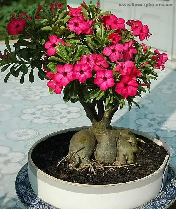 Adenium_Flowering_Plant_Combo_Pack_of_6_�??_Beautiful_Multi-Colour_Desert_Rose_Live_Plants_for_Home_&_Garden