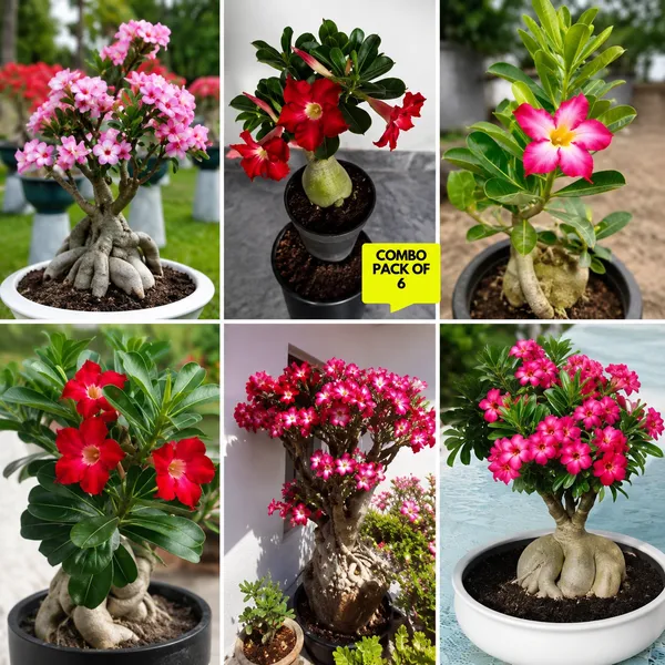 Adenium_Flowering_Plant_Combo_Pack_of_6_�??_Beautiful_Multi-Colour_Desert_Rose_Live_Plants_for_Home_&_Garden