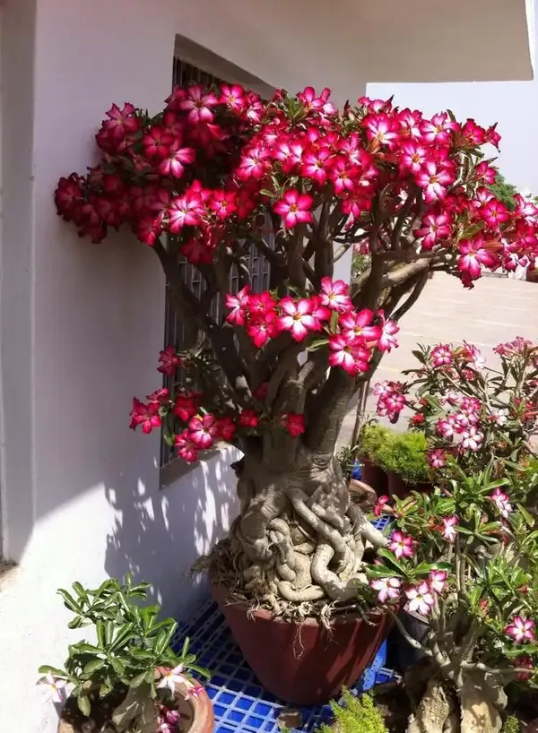 Adenium_Flowering_Plant_Combo_Pack_of_6_�??_Beautiful_Multi-Colour_Desert_Rose_Live_Plants_for_Home_&_Garden