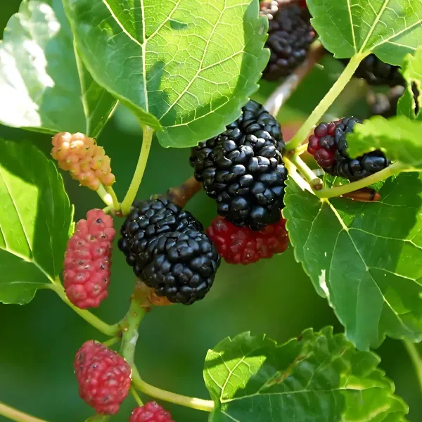 Long_Mulberry__Plants_Shahtoot_Sweet_Tasty_Fruit_Plant_Healthy__1_Plant_Morus_Alba__Plant_Fruit_Tree__Plant_For_Home_Gardening_Outdoor__Plants
