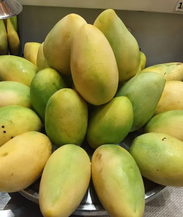Dasheri_Mango_plant