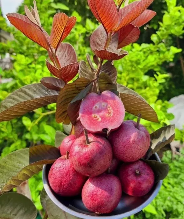 One_Healthy_Hybrid_Grafted_Red_Guava_Plant_"_-_Red_skin_Red_Flesh_Thai_Red_Guava_Plant,_Hight_2_Feet_After_Fruiting_1_years,_PP_GN_44