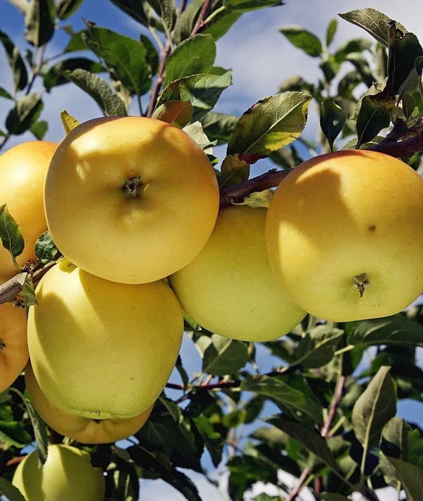 Apple_Plant__Plant_Hybrid_Grafted_Plant__Original_Variety_(Gold)