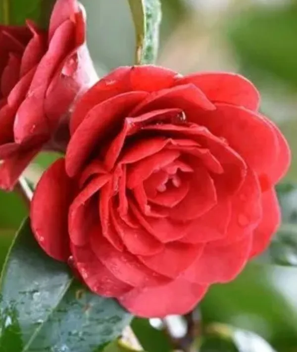 Camellia_Flower__Plant,Gardens_Outdoors_Flower_Plant,Very_Beautiful_Camellia_Japonica_Kamiliya_Flower_(Queen_Of_Winter)__Pant_Original_Variety_(Red)