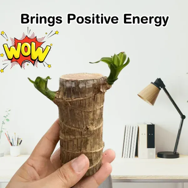 Imported_Original_Mini_Brazilian_Lucky_Wood_Live_Stick_Plant_Without_Pot_Seed__(1_per_packet)