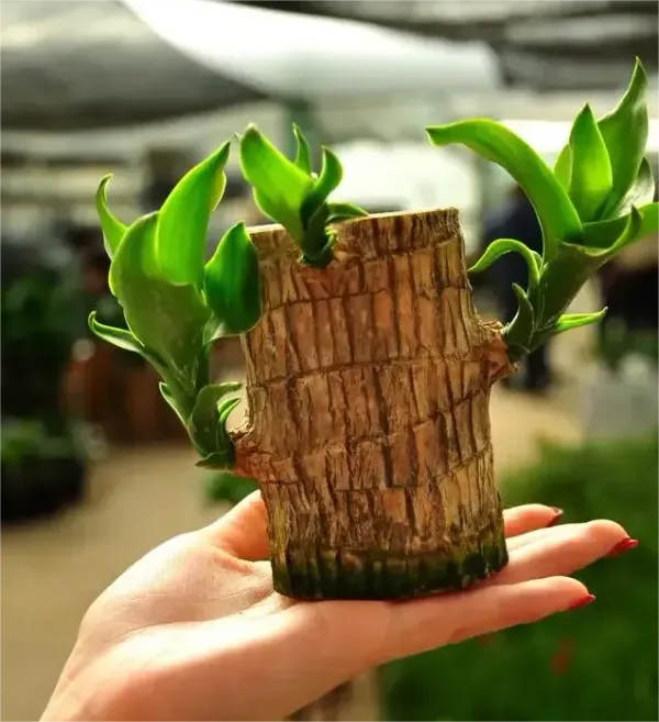 Imported_Original_Mini_Brazilian_Lucky_Wood_Live_Stick_Plant_Without_Pot_Seed__(1_per_packet)