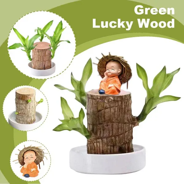 Imported_Original_Mini_Brazilian_Lucky_Wood_Live_Stick_Plant_Without_Pot_Seed__(1_per_packet)