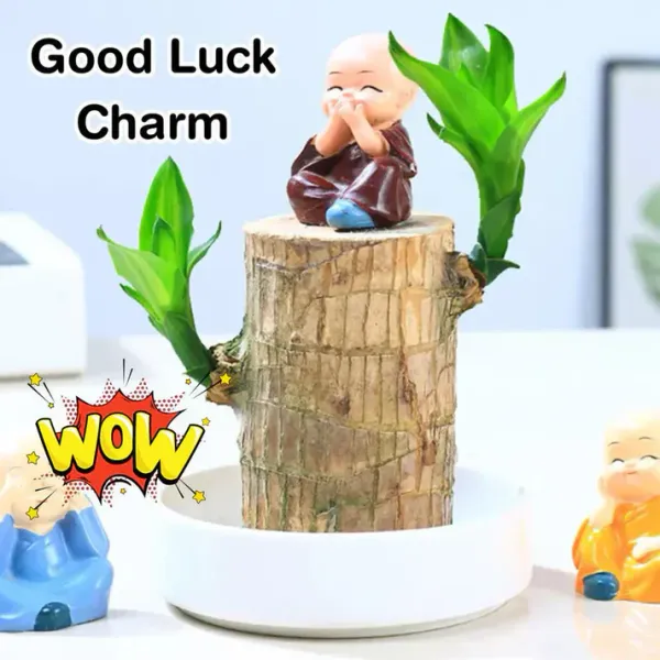 Imported_Original_Mini_Brazilian_Lucky_Wood_Live_Stick_Plant_Without_Pot_Seed__(1_per_packet)
