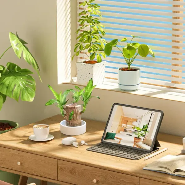Imported_Original_Mini_Brazilian_Lucky_Wood_Live_Stick_Plant_Without_Pot_Seed__(1_per_packet)