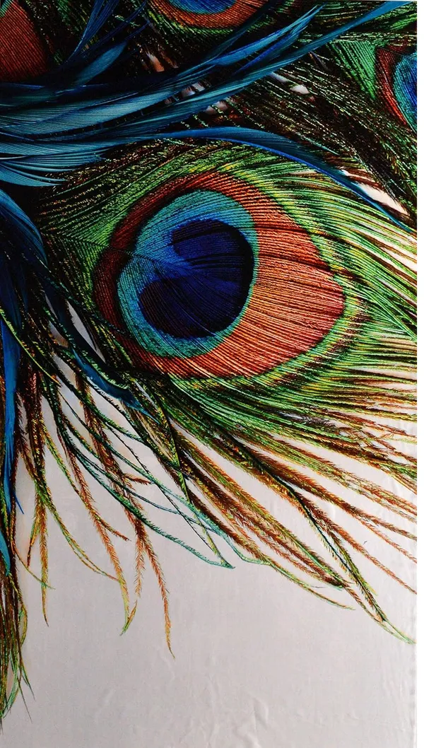 Pack_Of_2-_Polyester_piece_Peacock_colors_printed_Heavy__European_semi_transparent_Curtains_Grommet_Curtain?for?Living?Room