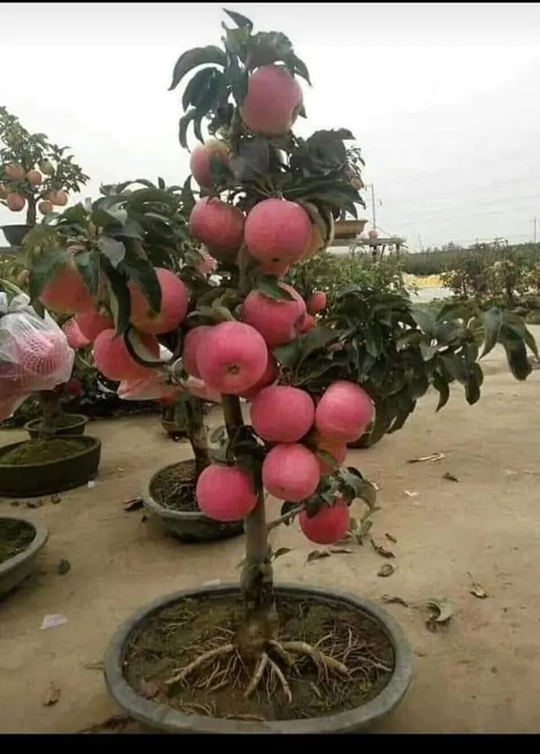 APPLE_FRUIT_PLANT_HRMN-99_HIBRID__(Pack_Of_1)