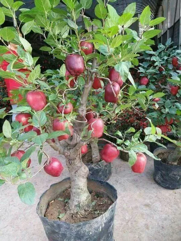 APPLE_FRUIT_PLANT_HRMN-99_HIBRID__(Pack_Of_1)